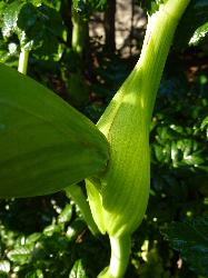 Image: D. Glenny © Landcare Research 2012 